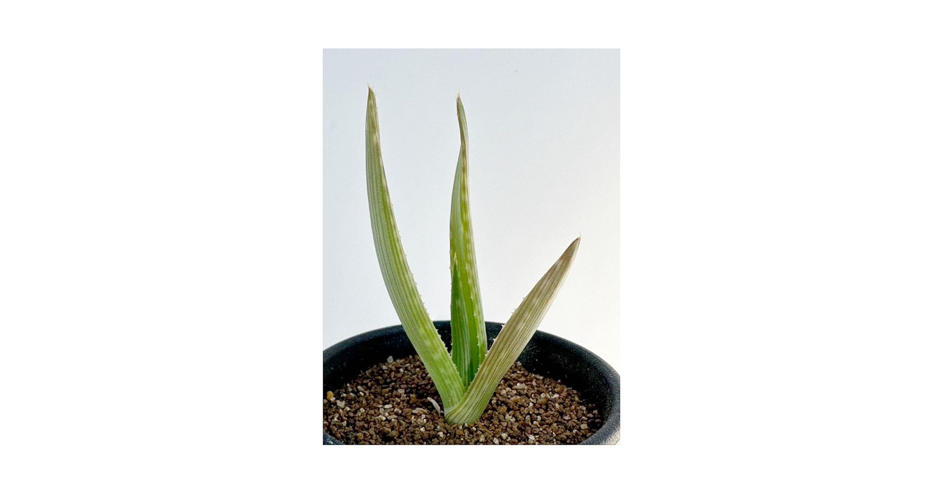 Amazon.co.jp: アロエ イビテンシス Aloe ibitiensis アフリカ原産 縞 Amazon.co.jp: アロエ イビテンシス Aloe ibitiensis アフリカ原産 縞